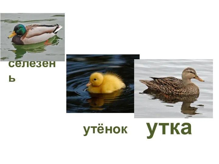 утёнок селезень утка