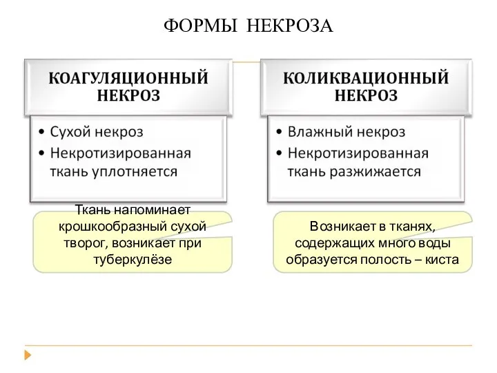 Возникает в тканях, содержащих много воды образуется полость – киста Ткань