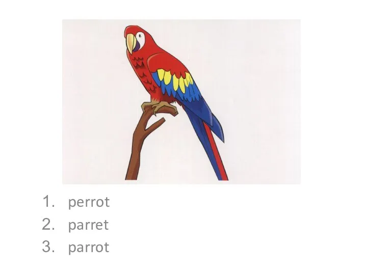 perrot parret parrot