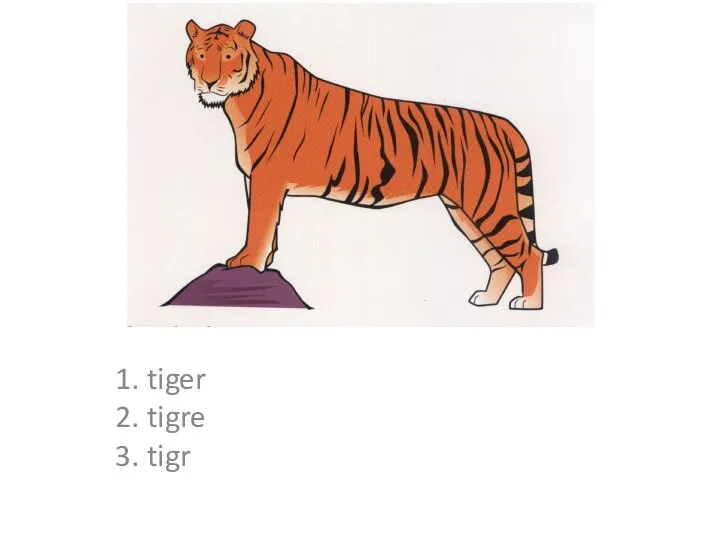 1. tiger 2. tigre 3. tigr