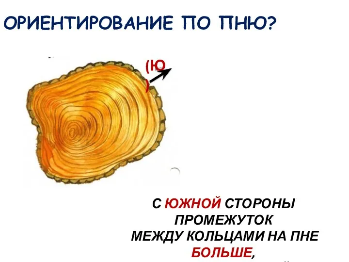 ОРИЕНТИРОВАНИЕ ПО ПНЮ? (Ю) С ЮЖНОЙ СТОРОНЫ ПРОМЕЖУТОК МЕЖДУ КОЛЬЦАМИ НА ПНЕ БОЛЬШЕ, ЧЕМ НА СЕВЕРНОЙ