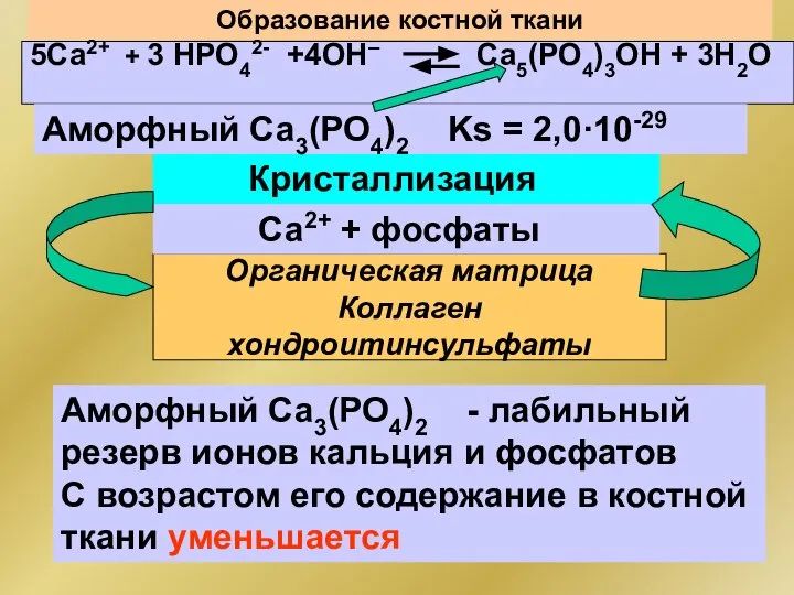 Образование костной ткани Органическая матрица Коллаген хондроитинсульфаты 5Са2+ + 3 НРО42-