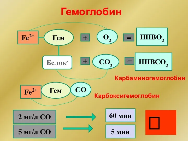 Гемоглобин Fe2+ Гем + О2 = ННBO2 + CО2 = ННBCO2