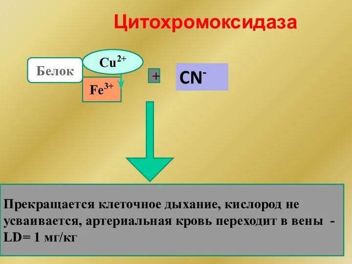 Цитохромоксидаза Fe3+ + Белок Прекращается клеточное дыхание, кислород не усваивается, артериальная