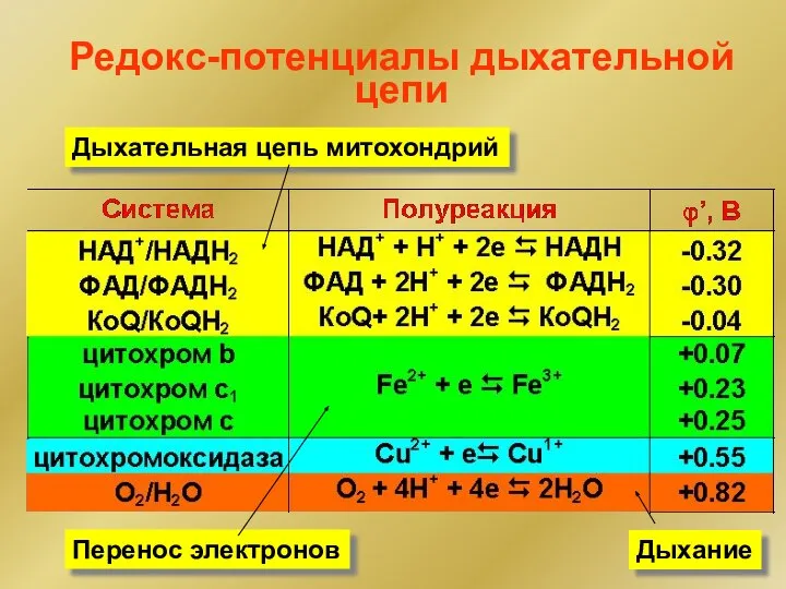 Редокс-потенциалы дыхательной цепи Дыхательная цепь митохондрий Перенос электронов Дыхание