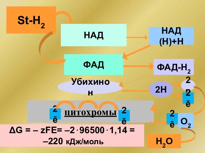 St-H2 НАД НАД(Н)+Н ФАД ФАД-Н2 Убихинон 2Н 2р цитохромы 2ē О2