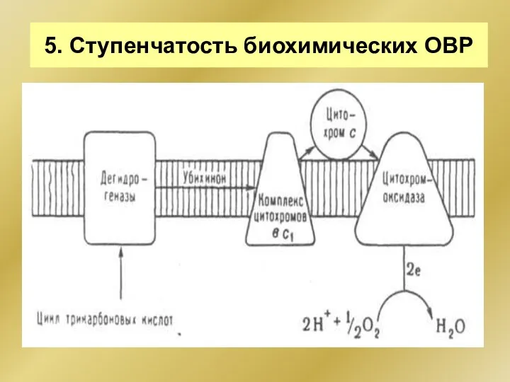 5. Ступенчатость биохимических ОВР