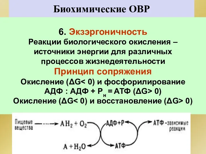 Биохимические ОВР 6. Экзэргоничность Реакции биологического окисления – источники энергии для