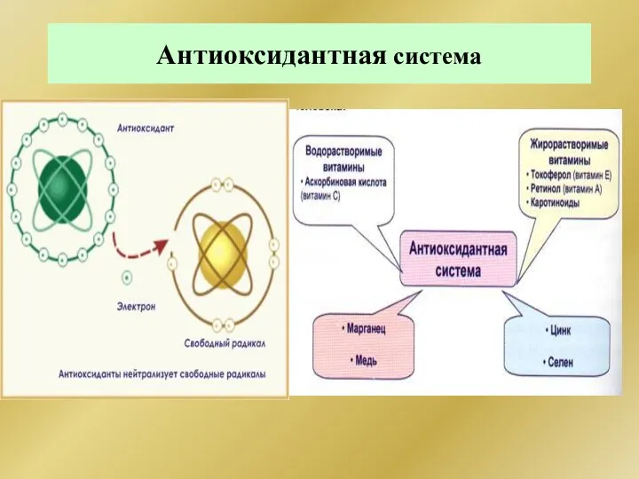 Антиоксидантная система