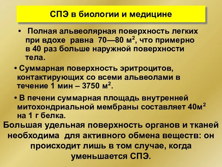 СПЭ в биологии и медицине Полная альвеолярная поверхность легких при вдохе