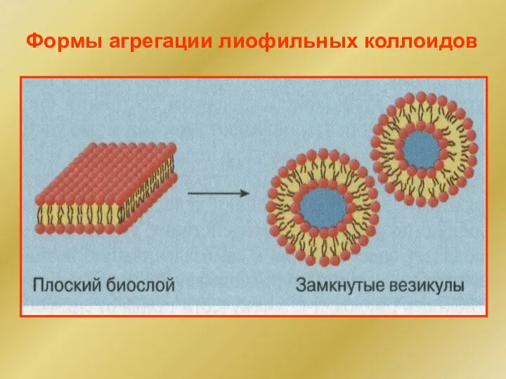 Формы агрегации лиофильных коллоидов