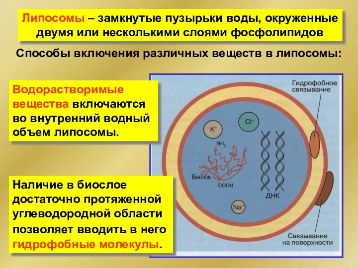 Липосомы – замкнутые пузырьки воды, окруженные двумя или несколькими слоями фосфолипидов