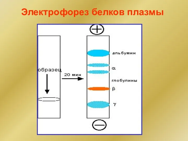 Электрофорез белков плазмы