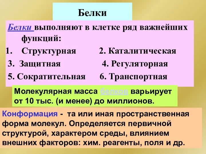 Белки Белки выполняют в клетке ряд важнейших функций: Структурная 2. Каталитическая