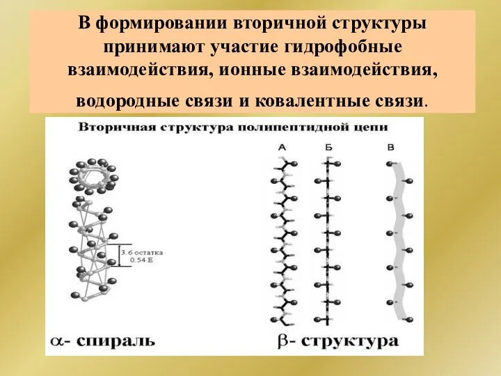 В формировании вторичной структуры принимают участие гидрофобные взаимодействия, ионные взаимодействия, водородные связи и ковалентные связи.