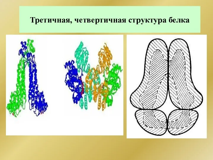 Третичная, четвертичная структура белка