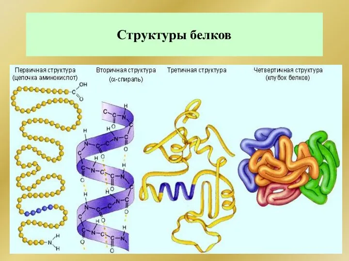 Структуры белков