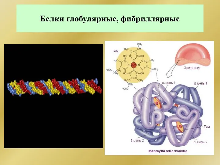 Белки глобулярные, фибриллярные