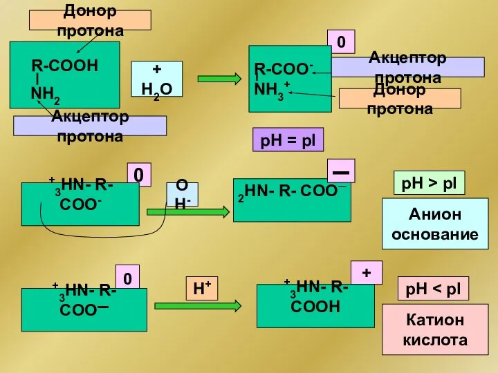 R-COOH OH- NH2 0 рН = рI 0 + H2O R-COO-