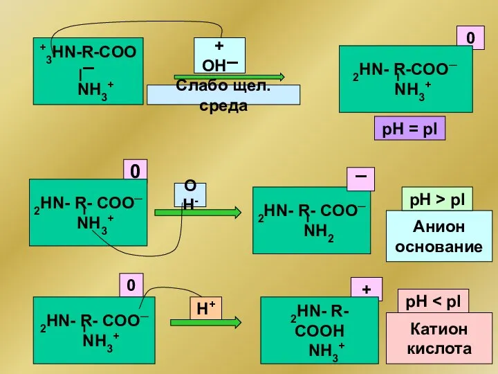 +3HN-R-COO▬ OH- NH3+ 0 рН = рI 0 + OH▬ 2HN-