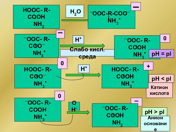 H+ H2O ─ООС-R-COO─ NН3+ OH- ─ООС- R- COO─ NH3+ ─ООС- R-