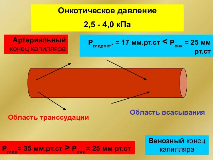 Онкотическое давление 2,5 - 4,0 кПа Артериальный конец капилляра Венозный конец