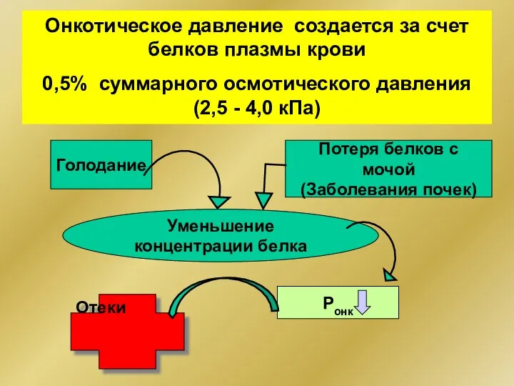 Онкотическое давление создается за счет белков плазмы крови 0,5% суммарного осмотического