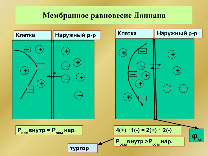 Мембранное равновесие Доннана Клетка Наружный р-р Наружный р-р Клетка ─ ─