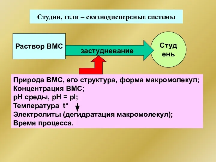 Студни, гели – связнодисперсные системы Студень Природа ВМС, его структура, форма