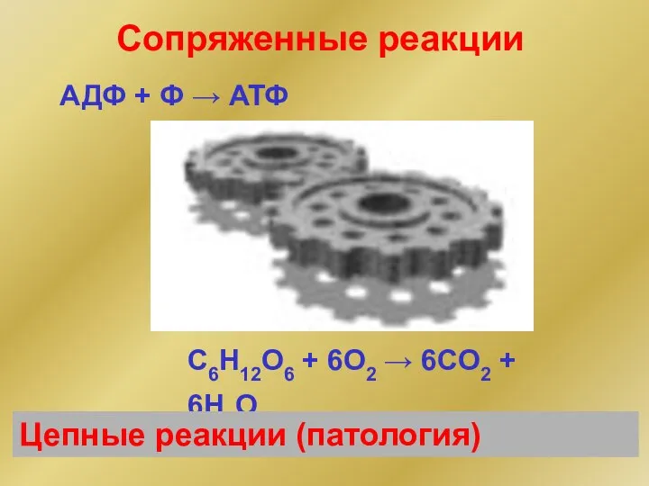 Сопряженные реакции C6H12O6 + 6O2 → 6CO2 + 6H2O АДФ +