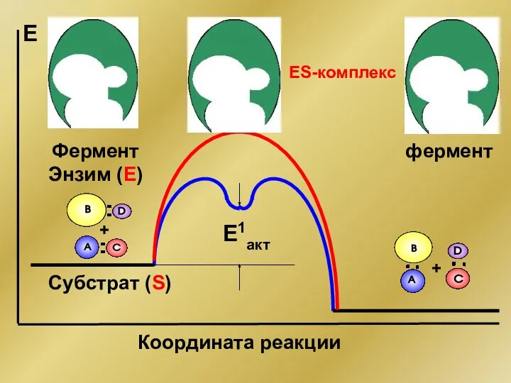 + + E1акт Е Координата реакции Фермент Энзим (Е) фермент ES-комплекс Субстрат (S)