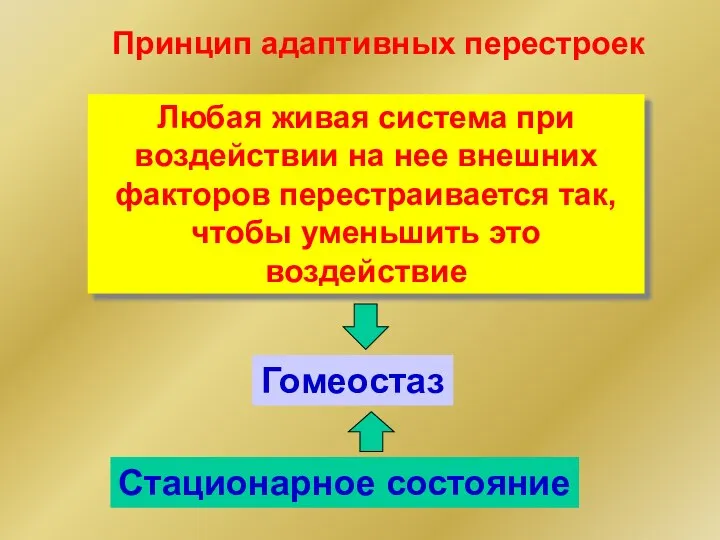 Принцип адаптивных перестроек Любая живая система при воздействии на нее внешних