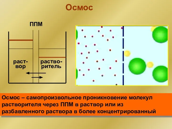 Осмос ППМ раст- вор раство- ритель Осмос – самопроизвольное проникновение молекул