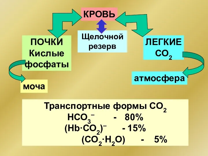 КРОВЬ ПОЧКИ Кислые фосфаты Транспортные формы CО2 НСО3– - 80% (Hb·СО2)–