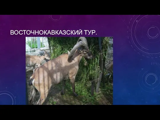 ВОСТОЧНОКАВКАЗСКИЙ ТУР.