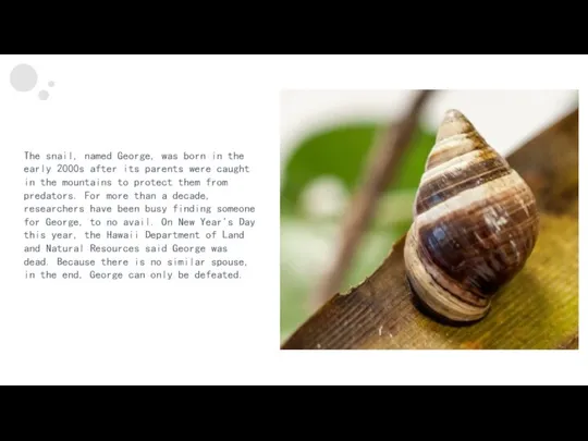 The snail, named George, was born in the early 2000s after