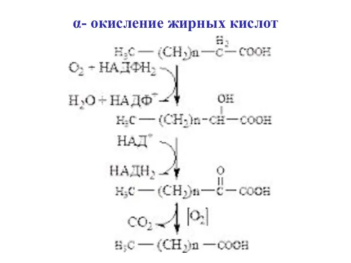 α- окисление жирных кислот