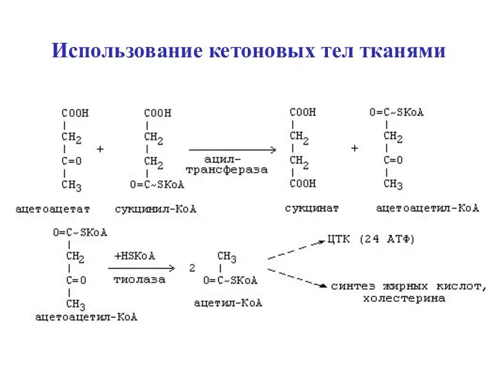 Использование кетоновых тел тканями