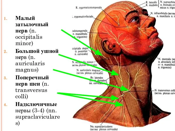 Малый затылочный нерв (n. occipitalis minor) Большой ушной нерв (n. auricularis