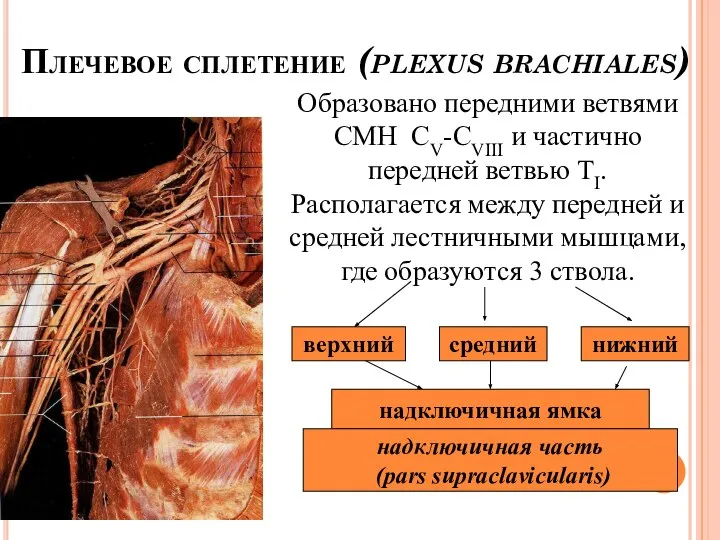 Плечевое сплетение (plexus brachiales) Образовано передними ветвями СМН СV-CVIII и частично