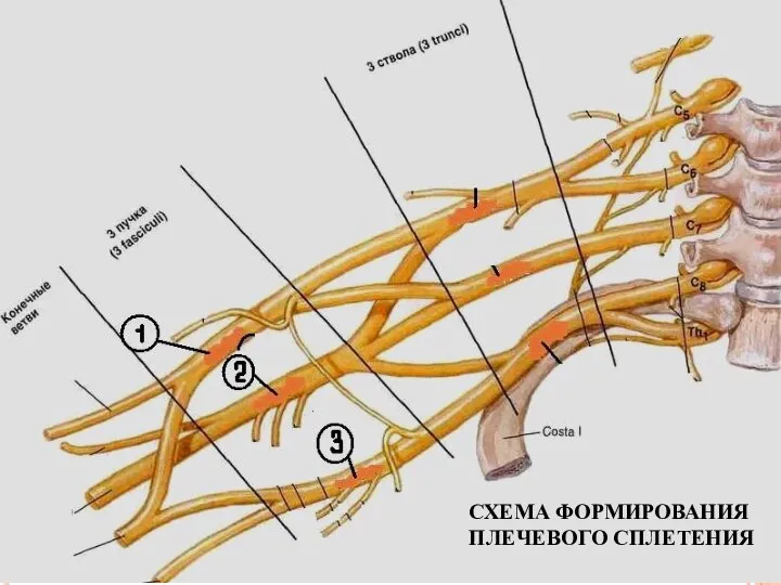 СХЕМА ФОРМИРОВАНИЯ ПЛЕЧЕВОГО СПЛЕТЕНИЯ