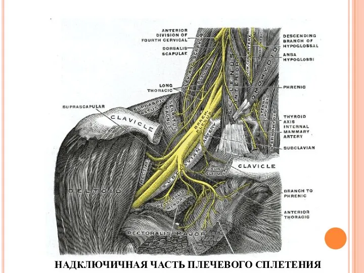 НАДКЛЮЧИЧНАЯ ЧАСТЬ ПЛЕЧЕВОГО СПЛЕТЕНИЯ