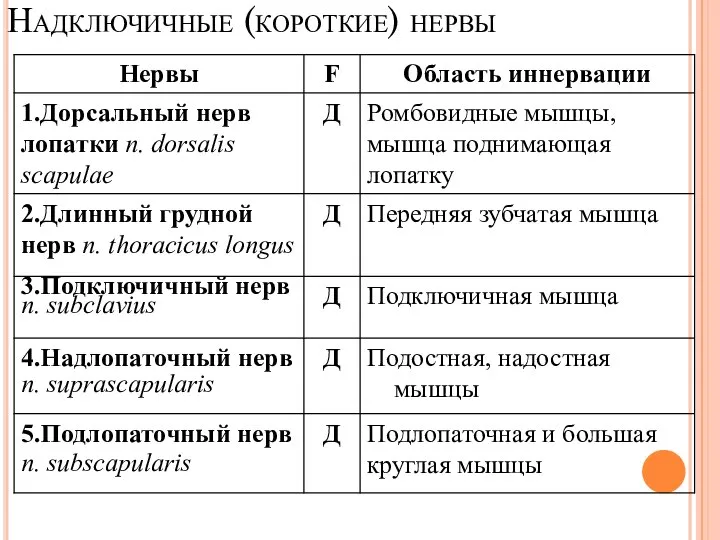 Надключичные (короткие) нервы