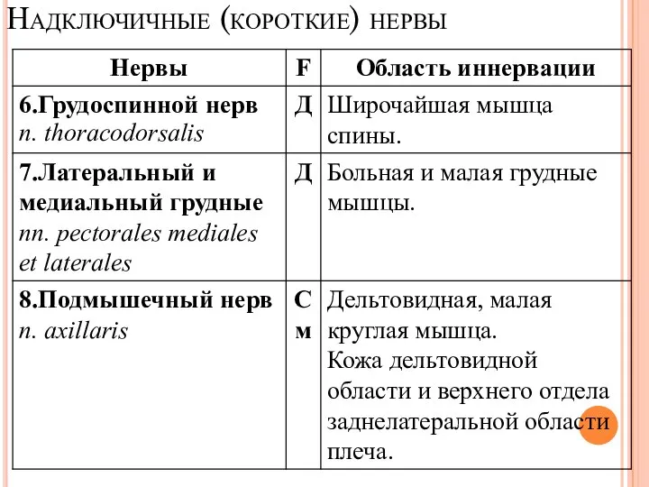 Надключичные (короткие) нервы