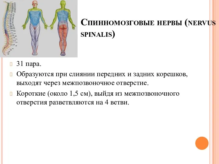 Спинномозговые нервы (nervus spinalis) 31 пара. Образуются при слиянии передних и