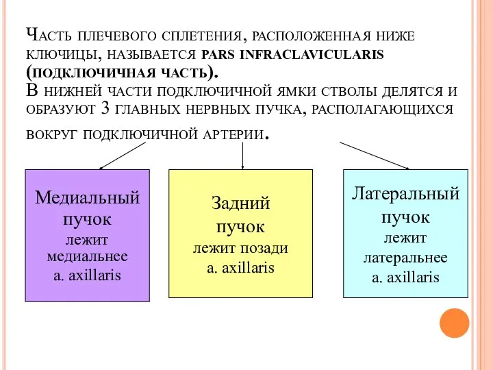 Часть плечевого сплетения, расположенная ниже ключицы, называется pars infraclavicularis (подключичная часть).