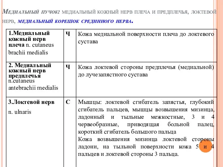 Медиальный пучок: медиальный кожный нерв плеча и предплечья, локтевой нерв, медиальный корешок срединного нерва.