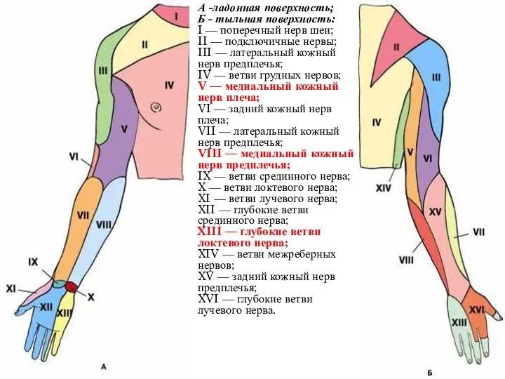 А -ладонная поверхность; Б - тыльная поверхность: I — поперечный нерв
