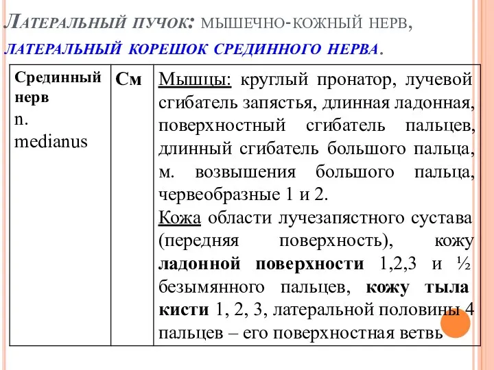 Латеральный пучок: мышечно-кожный нерв, латеральный корешок срединного нерва.