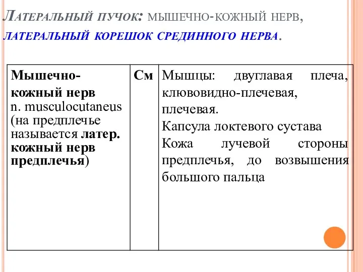 Латеральный пучок: мышечно-кожный нерв, латеральный корешок срединного нерва.